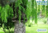 奠柏最恐怖食人树传说吃人照片真的存在吗,食人柳是怎么吃人的